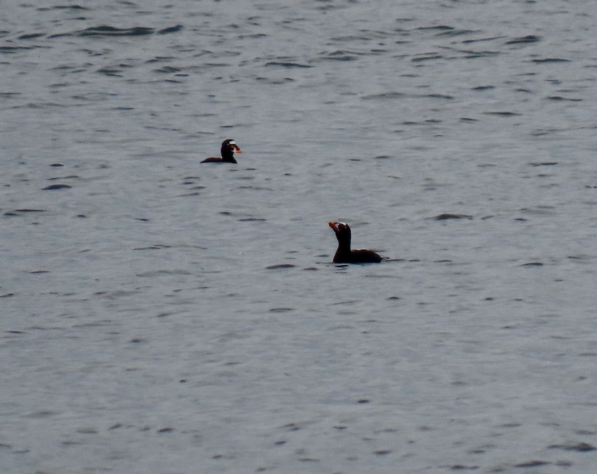 Surf Scoter - ML632789330