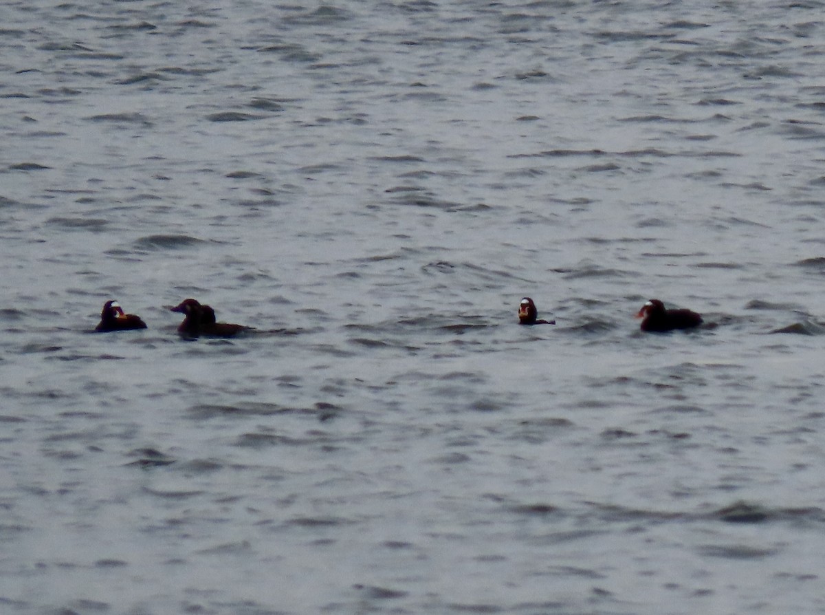 Surf Scoter - ML632789337