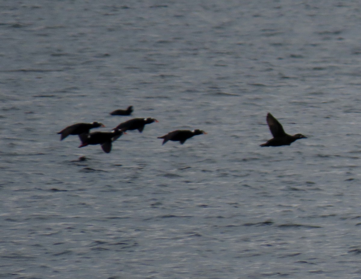 Surf Scoter - ML632789340