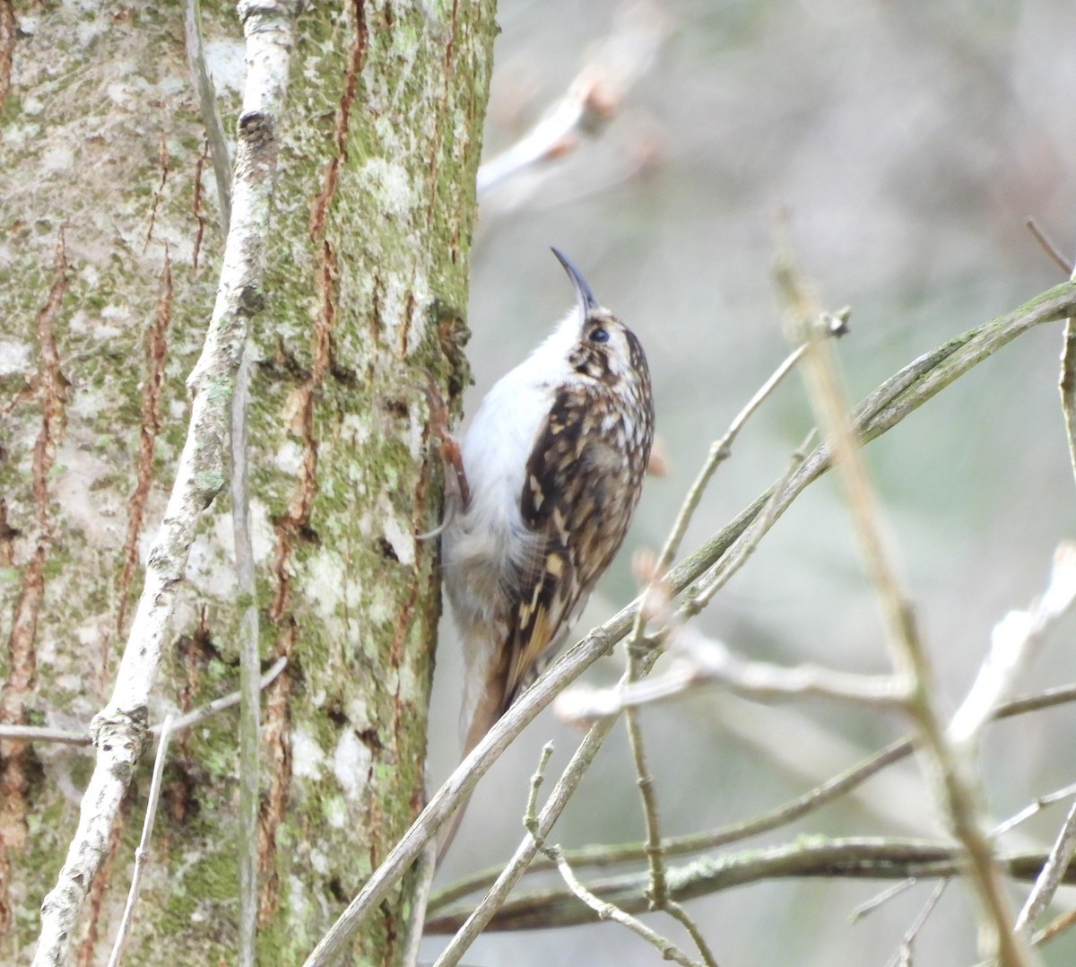 Eurasian Treecreeper - ML632789397
