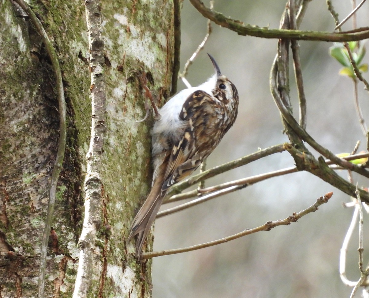 Eurasian Treecreeper - ML632789400