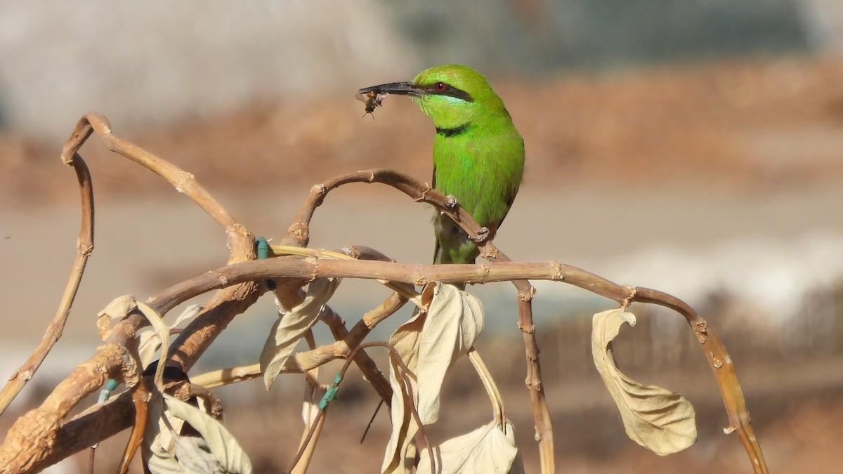 African Green Bee-eater - ML632789751