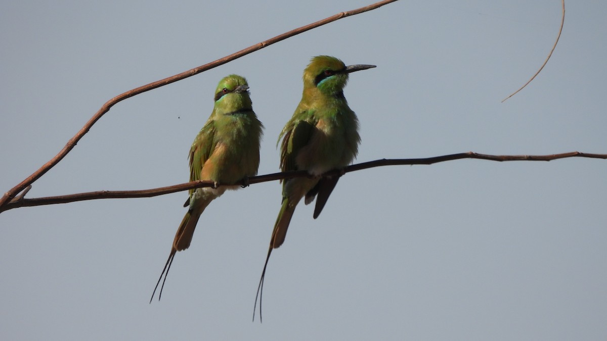 African Green Bee-eater - ML632789752
