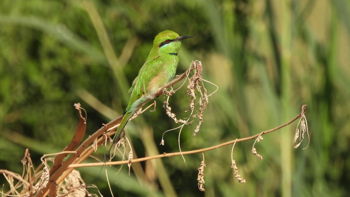 African Green Bee-eater - ML632789754