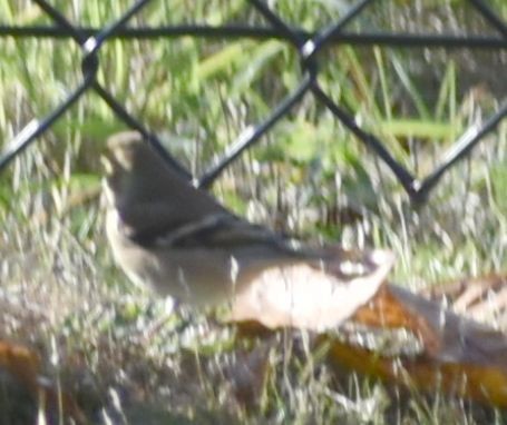 čížek žlutý - ML632789820