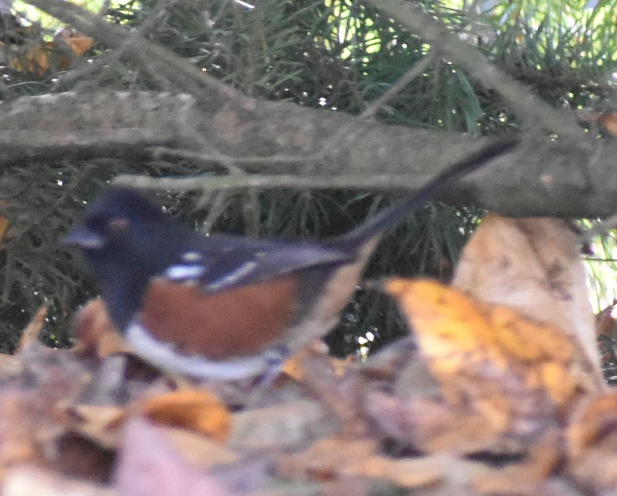 Spotted Towhee - ML632789822