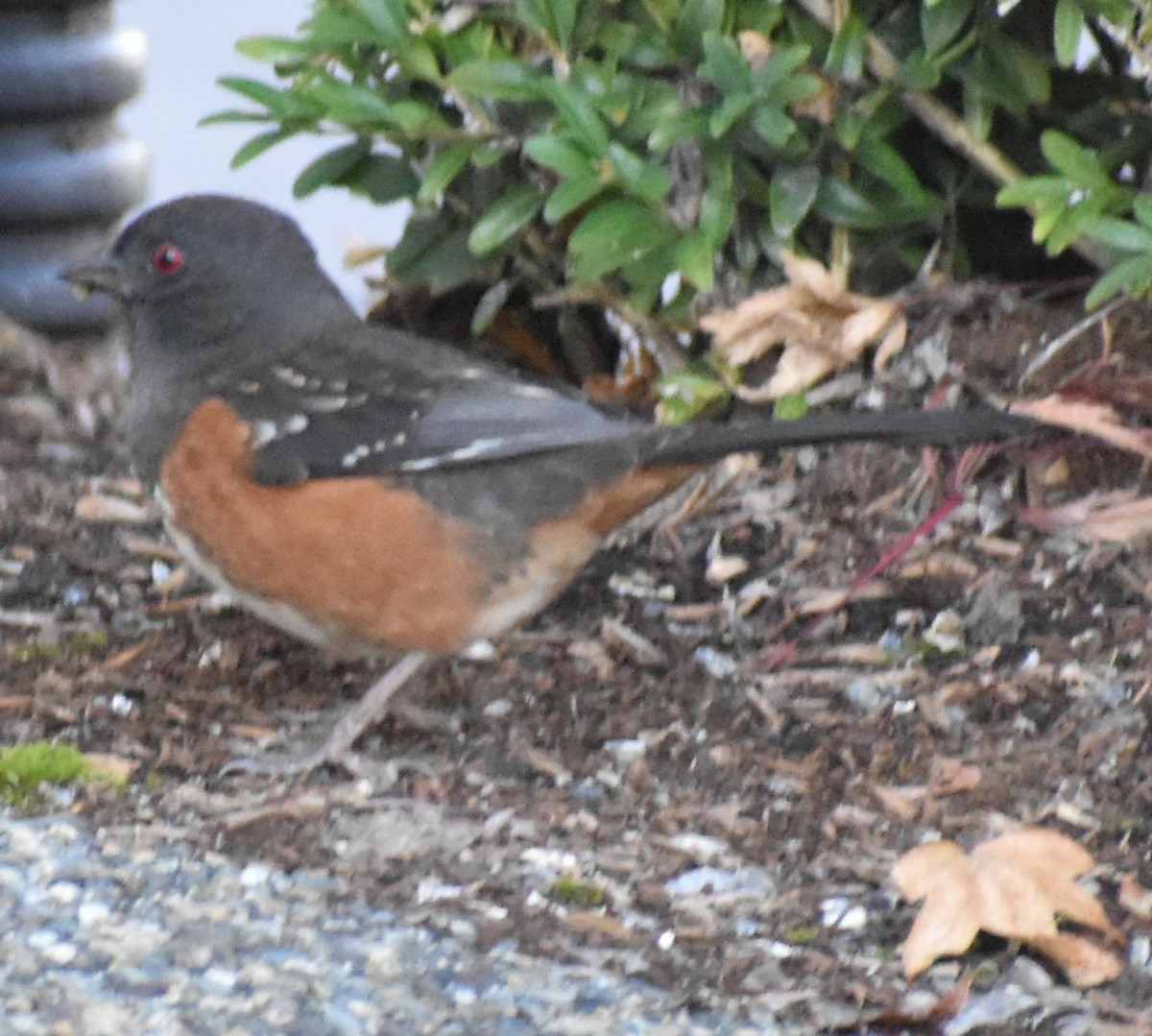 Spotted Towhee - ML632789824