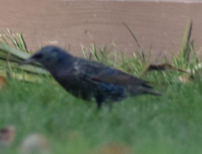 špaček obecný - ML632789829