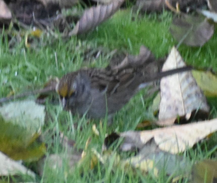 Golden-crowned Sparrow - ML632789845