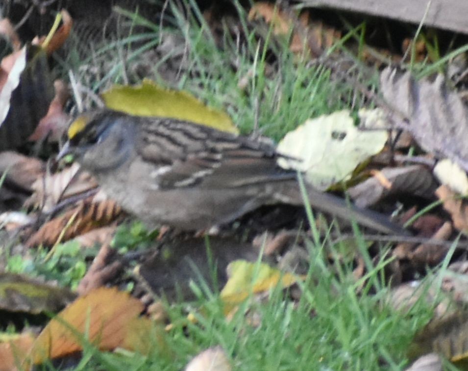 Golden-crowned Sparrow - ML632789846