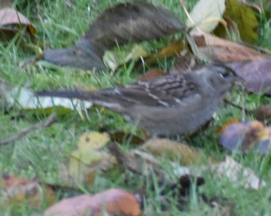 Golden-crowned Sparrow - ML632789847
