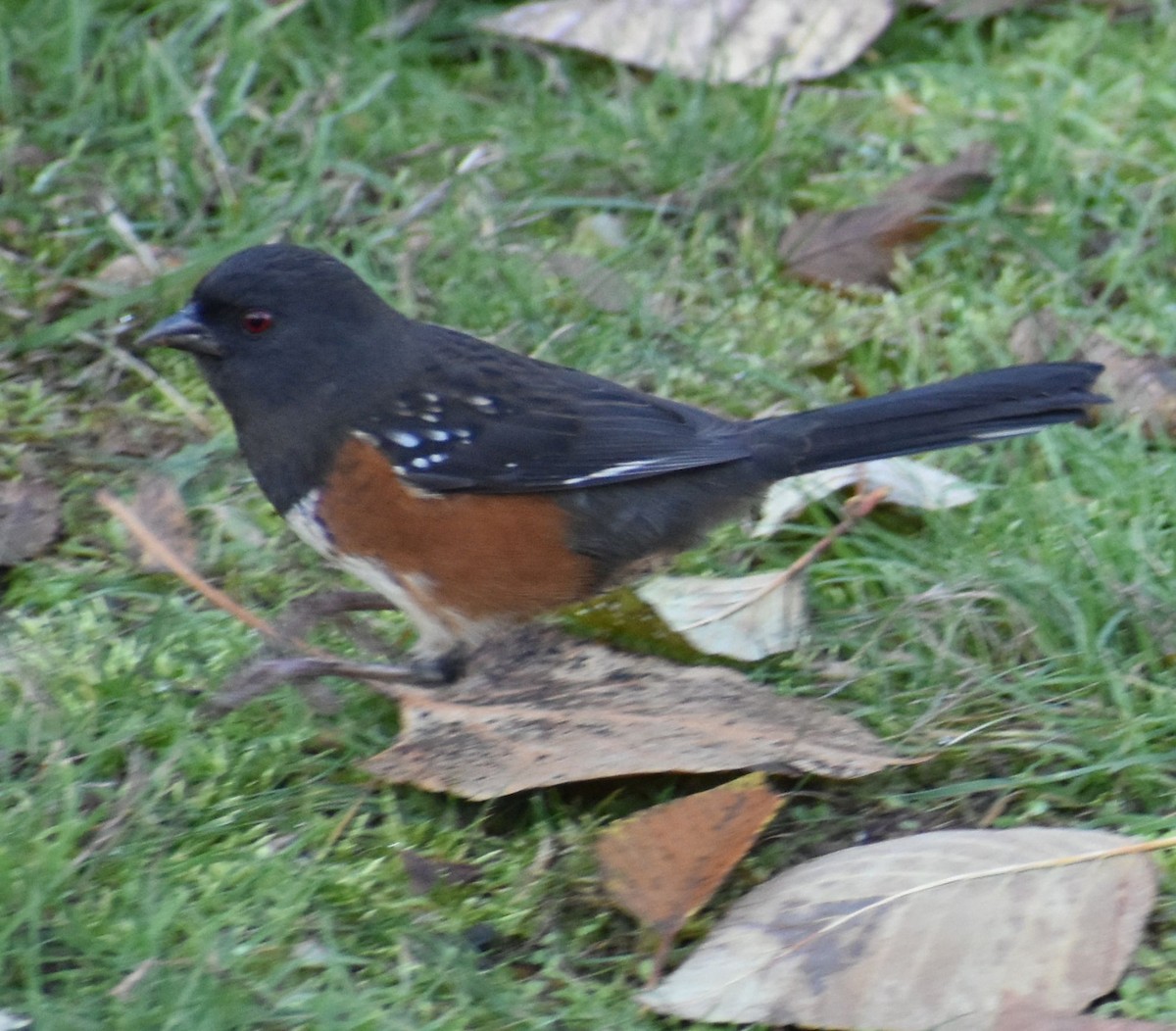 Spotted Towhee - ML632789850