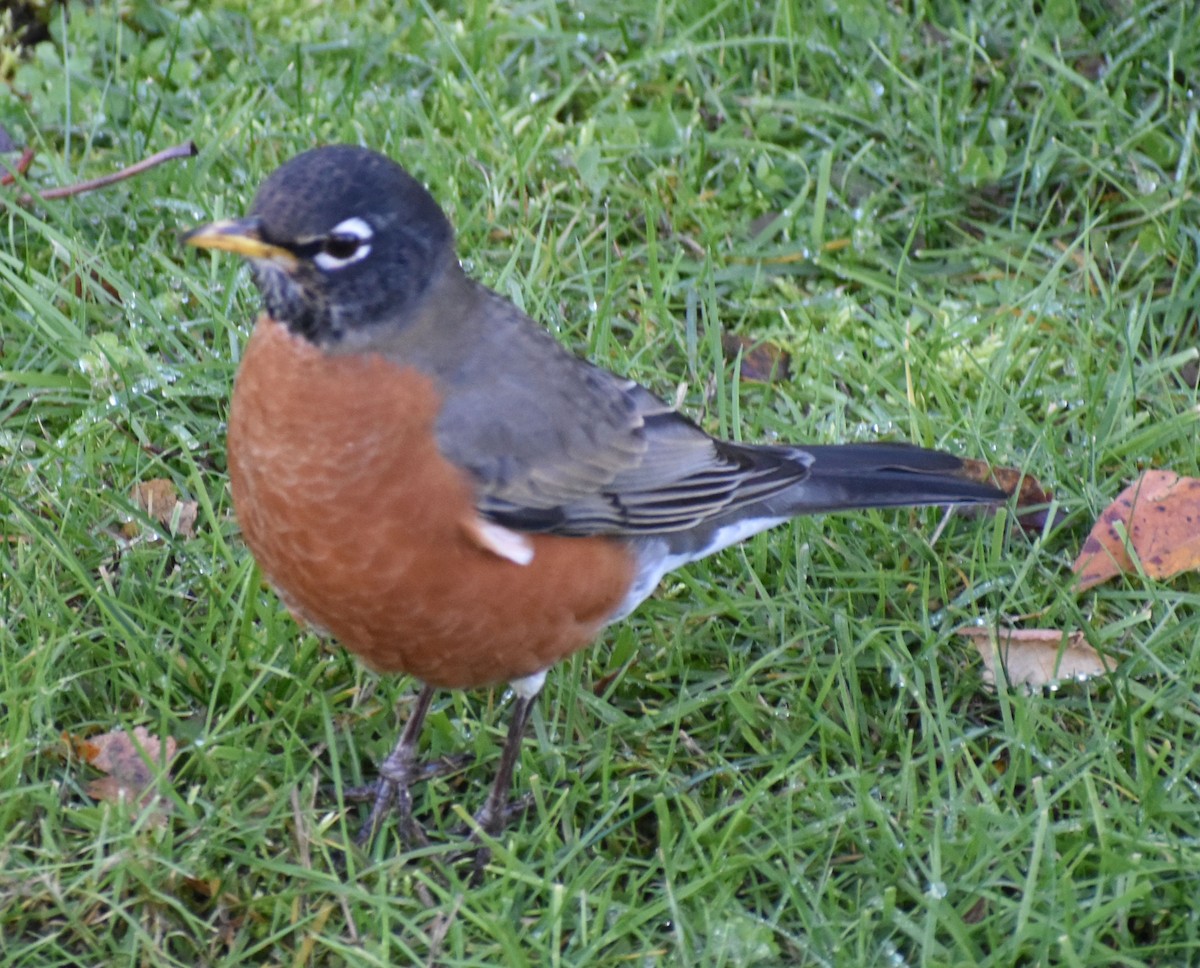 drozd stěhovavý - ML632789861