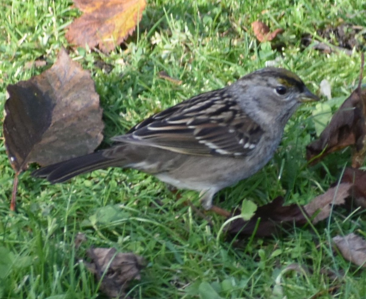 Golden-crowned Sparrow - ML632789865