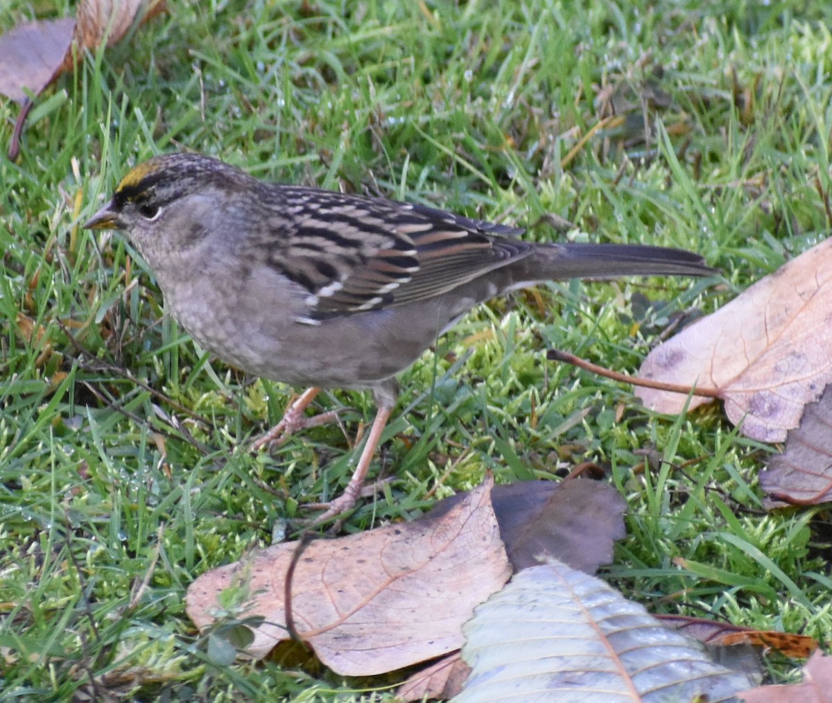 Golden-crowned Sparrow - ML632789866