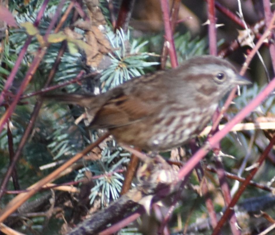 strnadec zpěvný - ML632789875