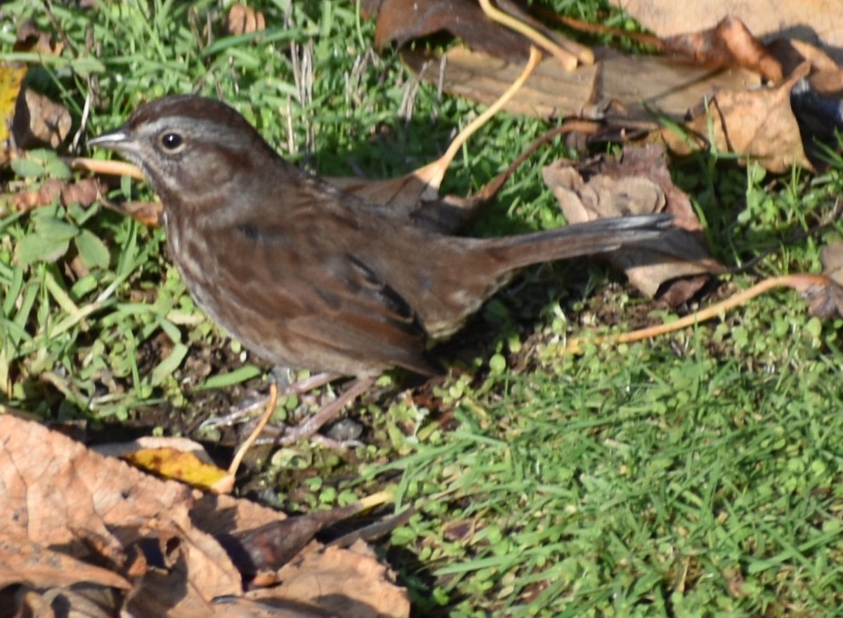 strnadec zpěvný - ML632789876