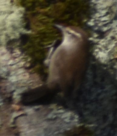 střízlík pokřovní - ML632789880