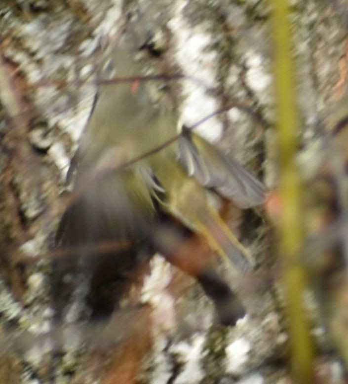 králíček americký - ML632789896