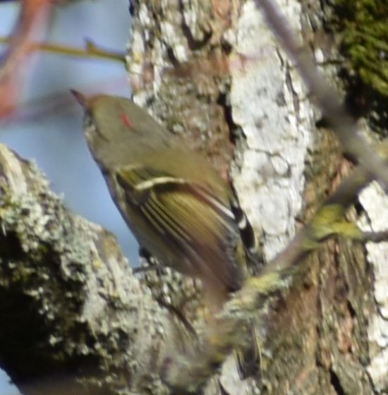 králíček americký - ML632789897