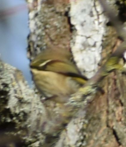 králíček americký - ML632789898