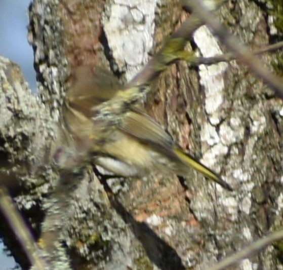 králíček americký - ML632789899