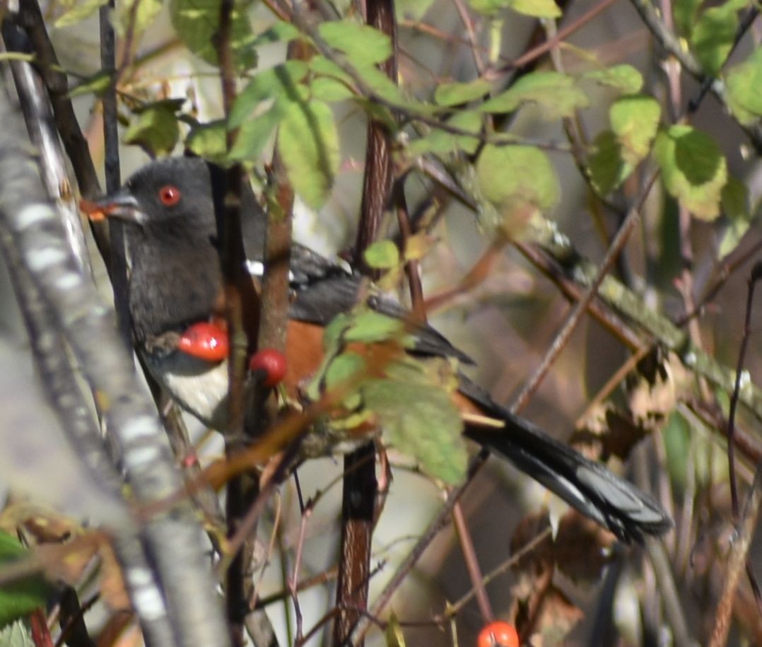 Spotted Towhee - ML632789904