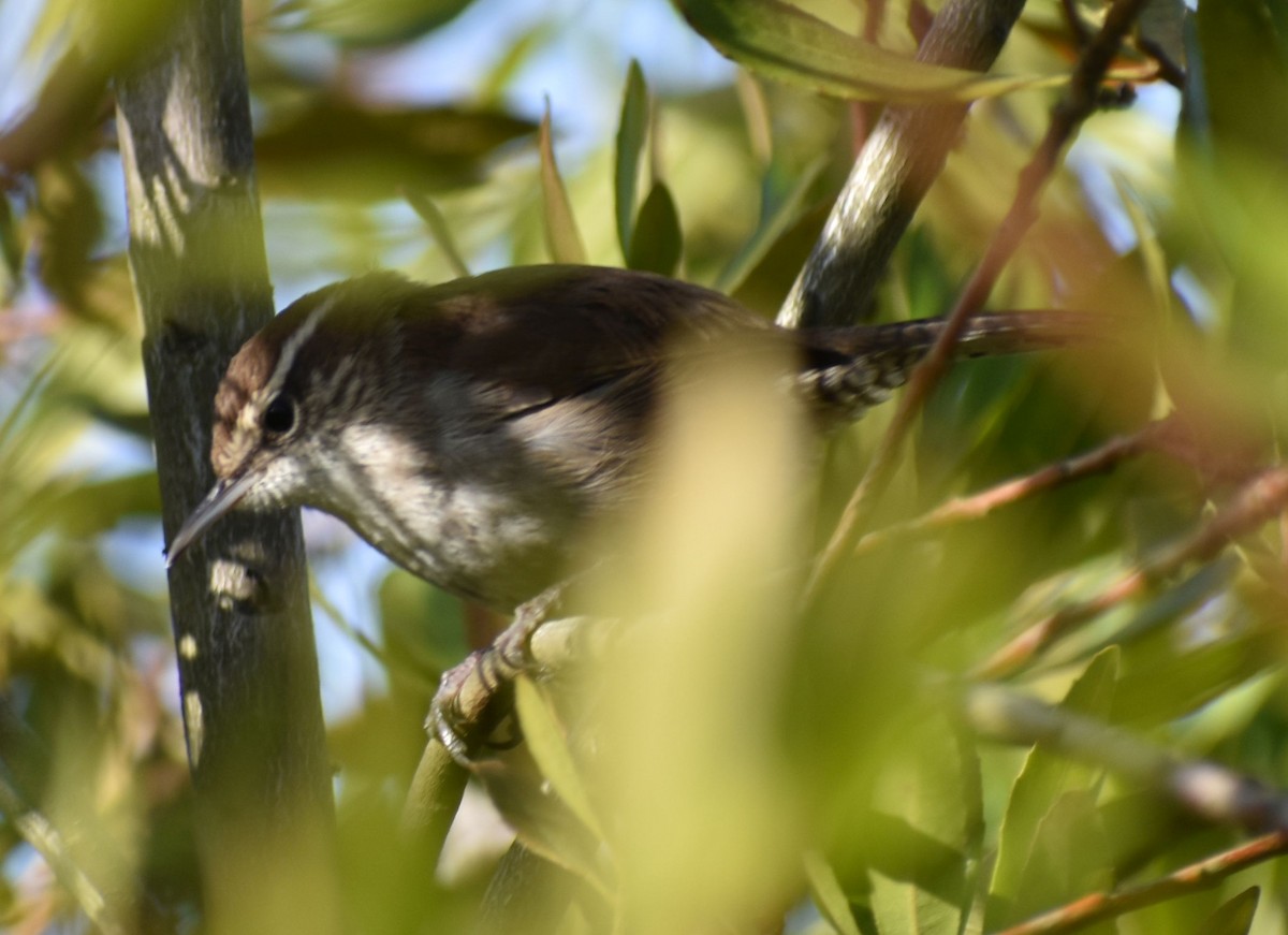 střízlík pokřovní - ML632789907