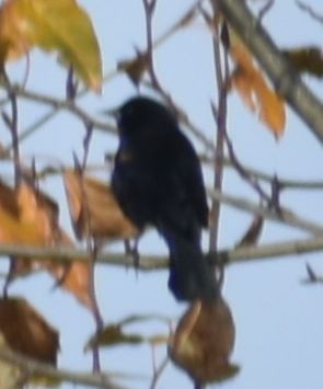 vlhovec červenokřídlý - ML632789908