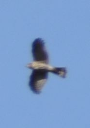 krahujec americký - ML632789928