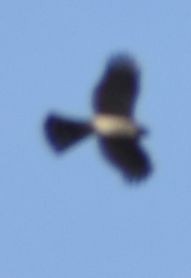 krahujec americký - ML632789929