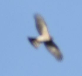 krahujec americký - ML632789930