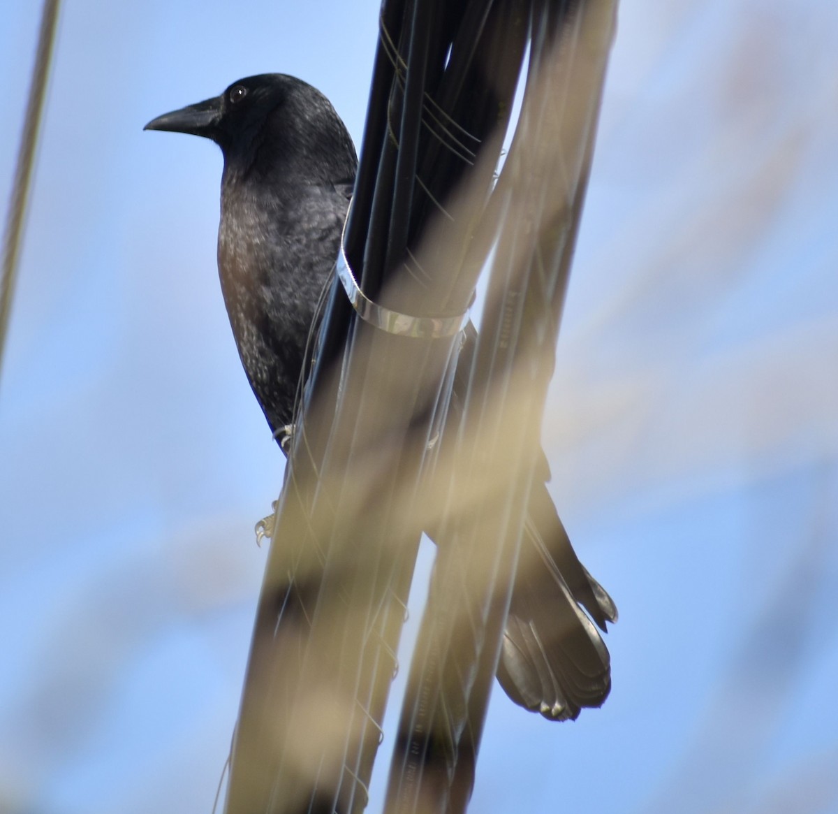 vrána americká - ML632789934