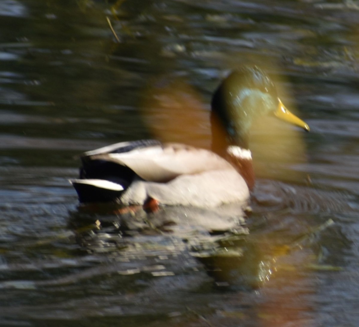 kachna divoká - ML632789942