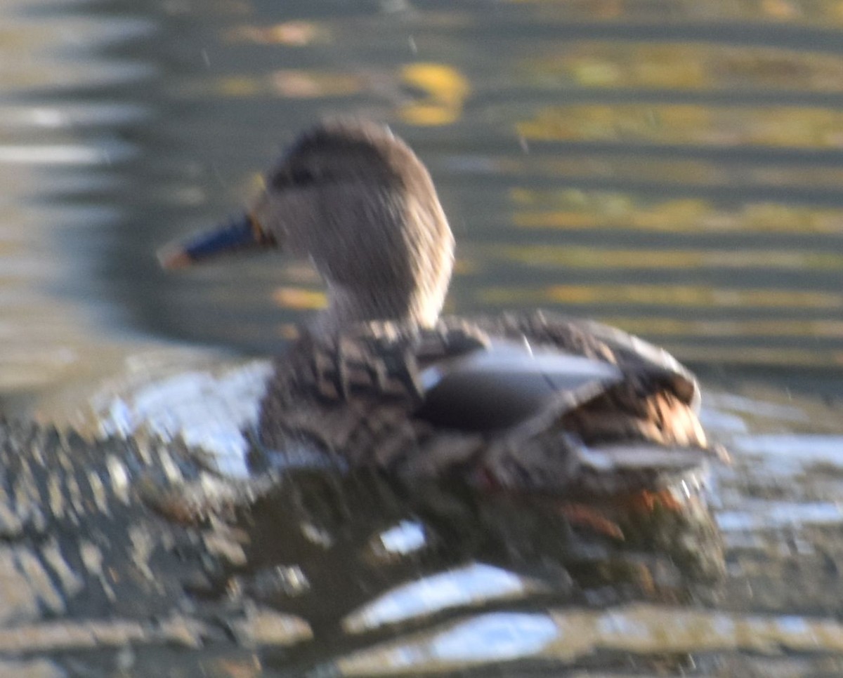 kachna divoká - ML632789943