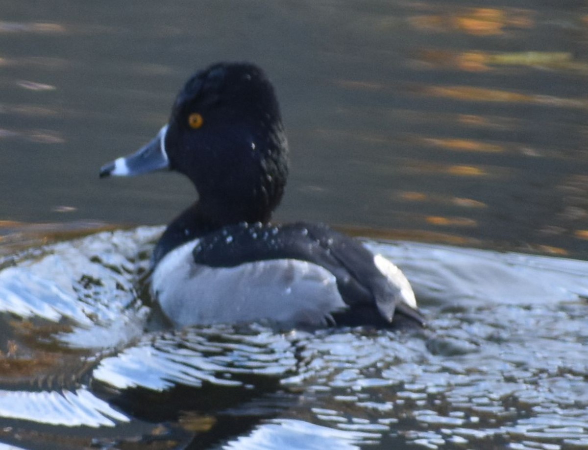 polák proužkozobý - ML632789944