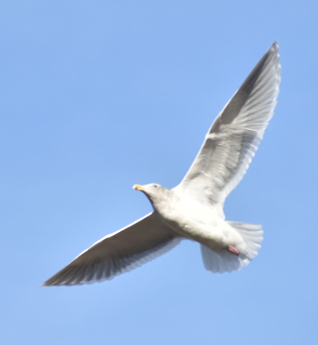 racek šedokřídlý - ML632789955