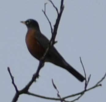 American Robin - ML632790056
