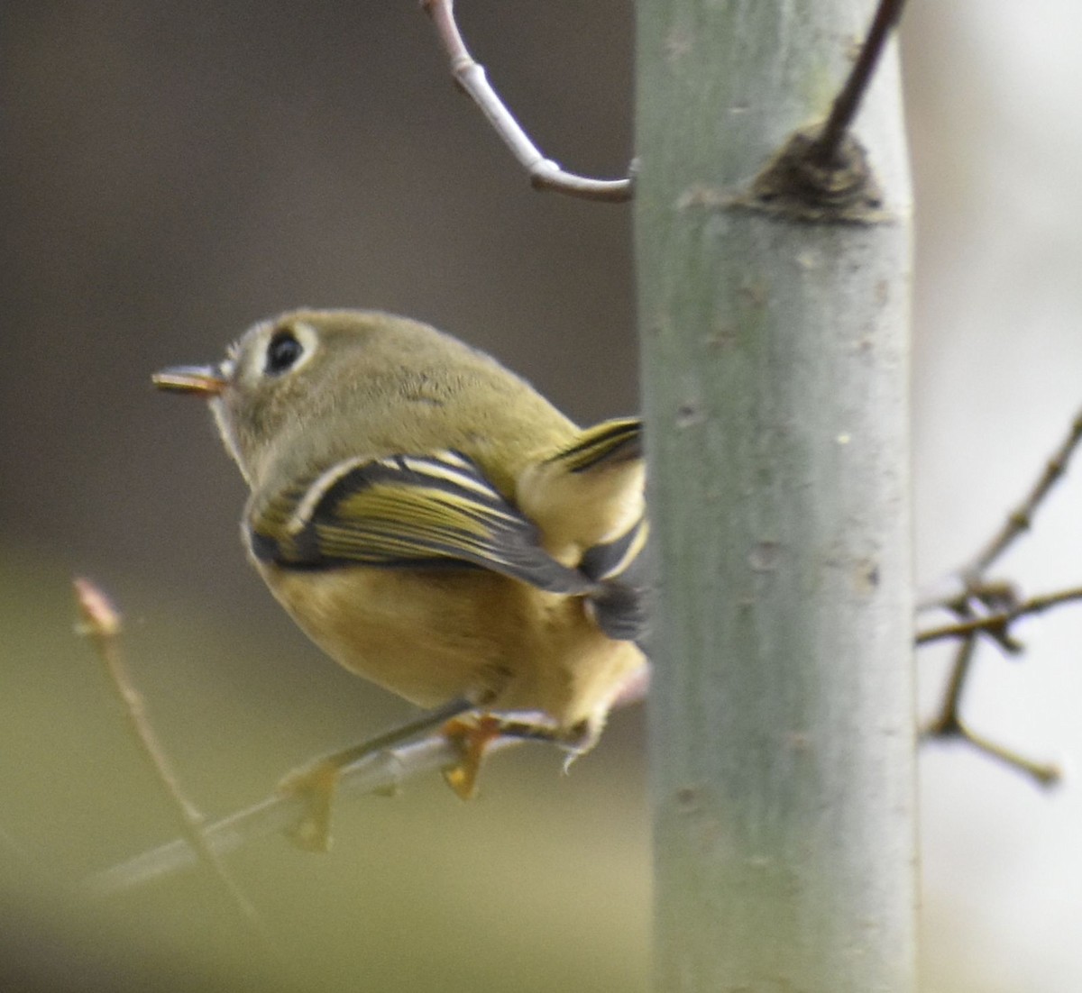 Ruby-crowned Kinglet - ML632790057
