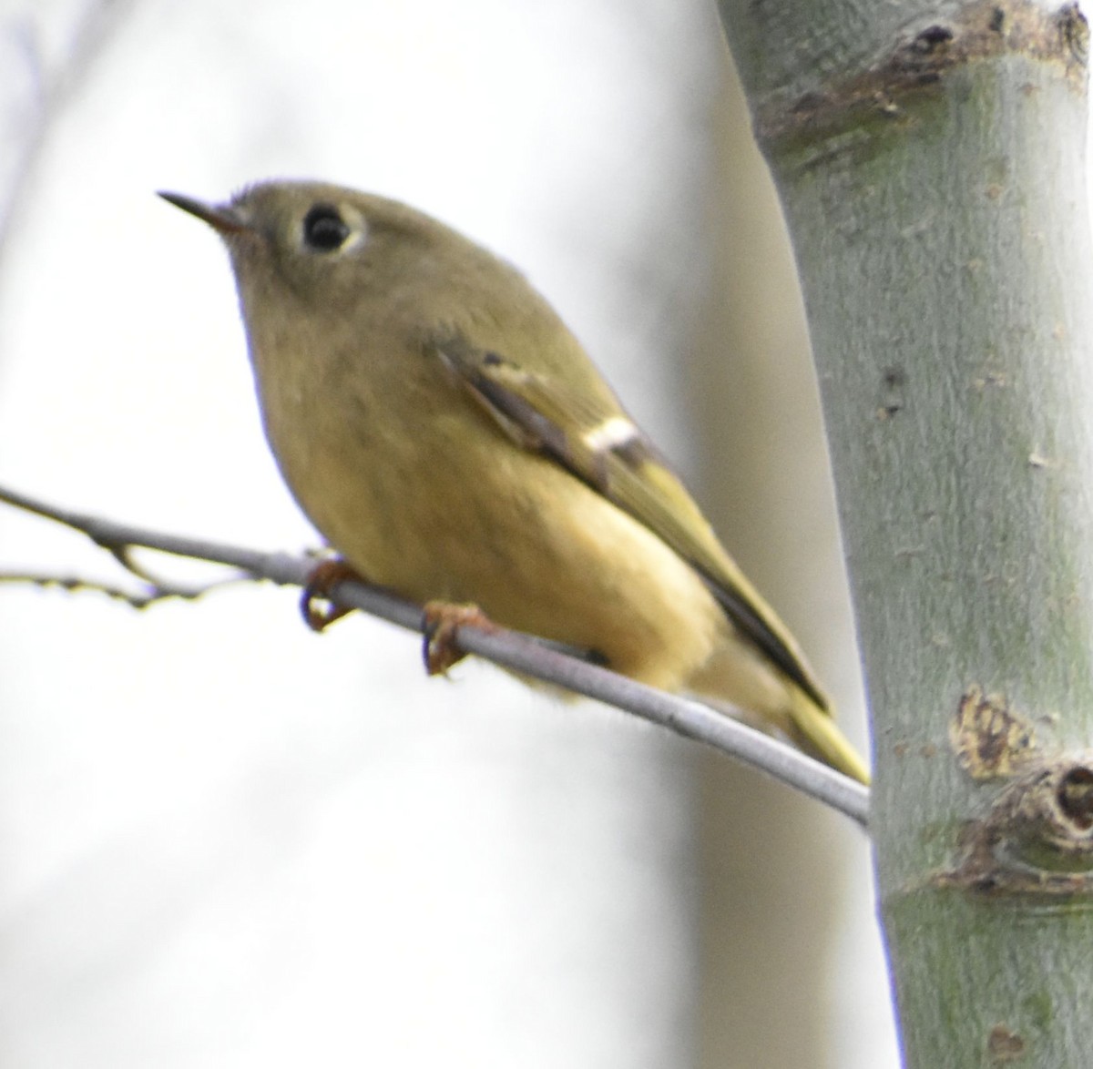 Ruby-crowned Kinglet - ML632790058