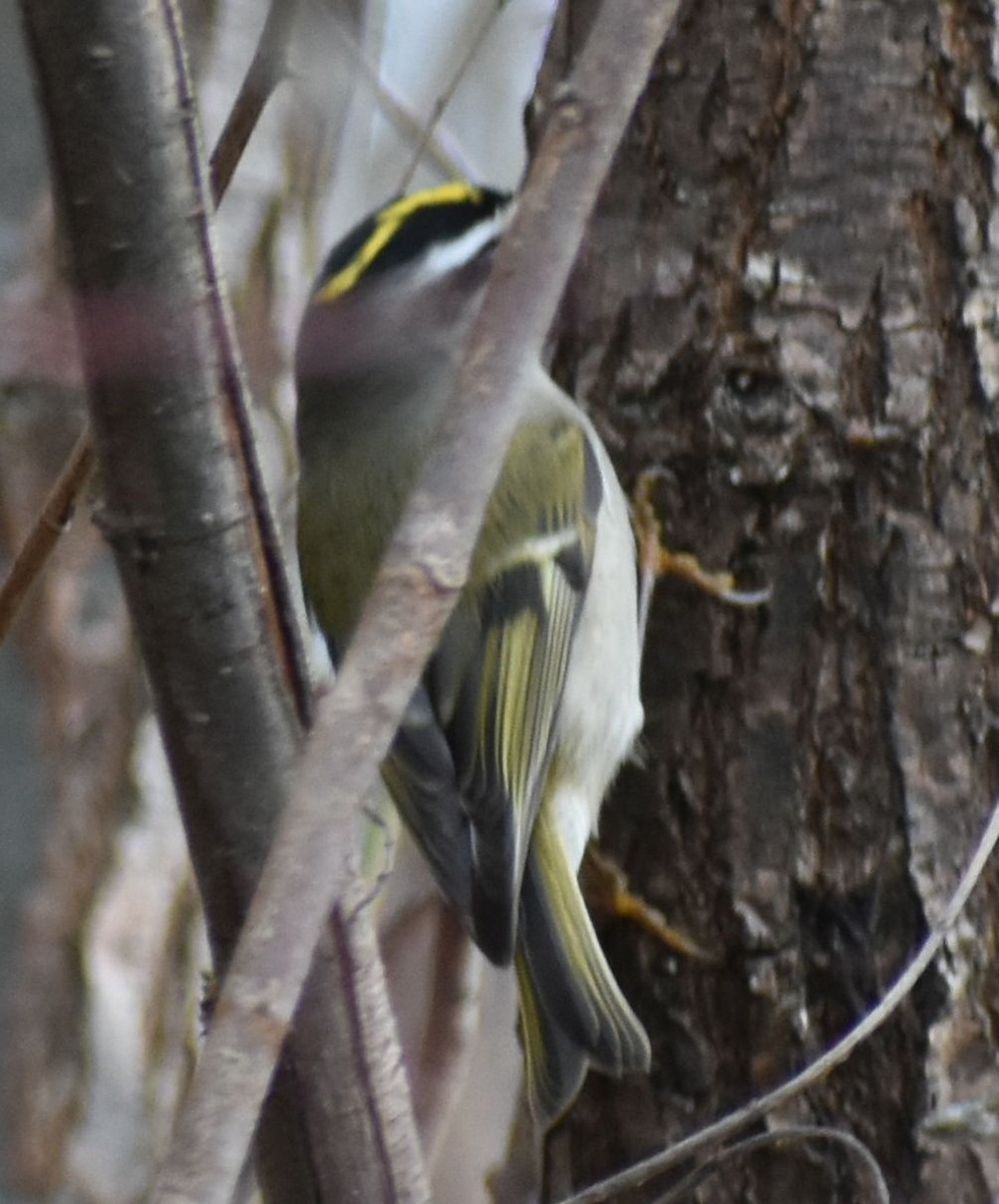 Golden-crowned Kinglet - ML632790067