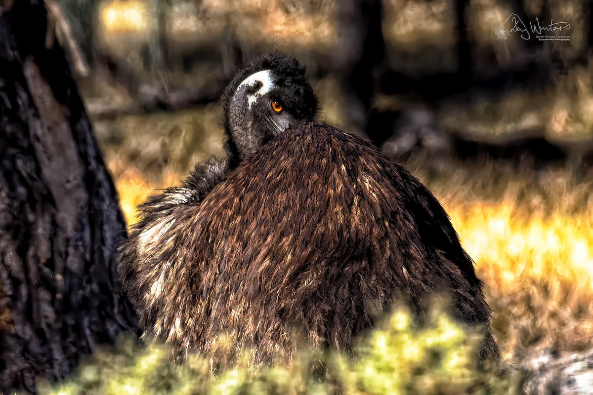 Emu - ML632790072