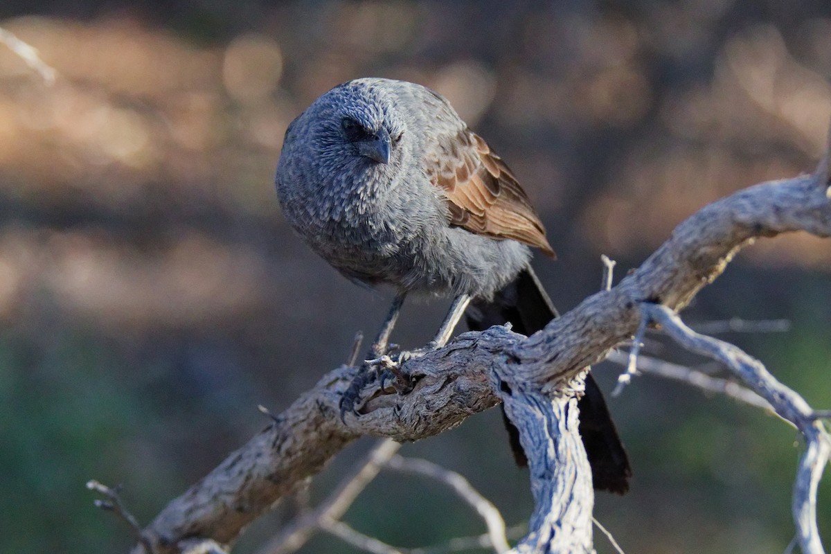 Apostlebird - ML632790092