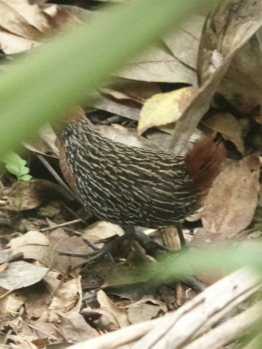 Madagascar Flufftail - ML632790377