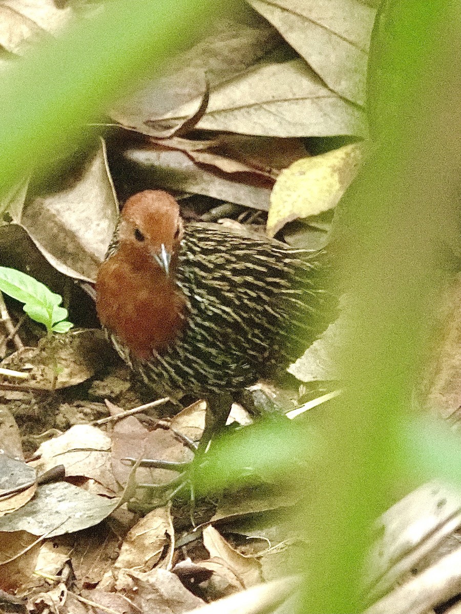 Madagascar Flufftail - ML632790378