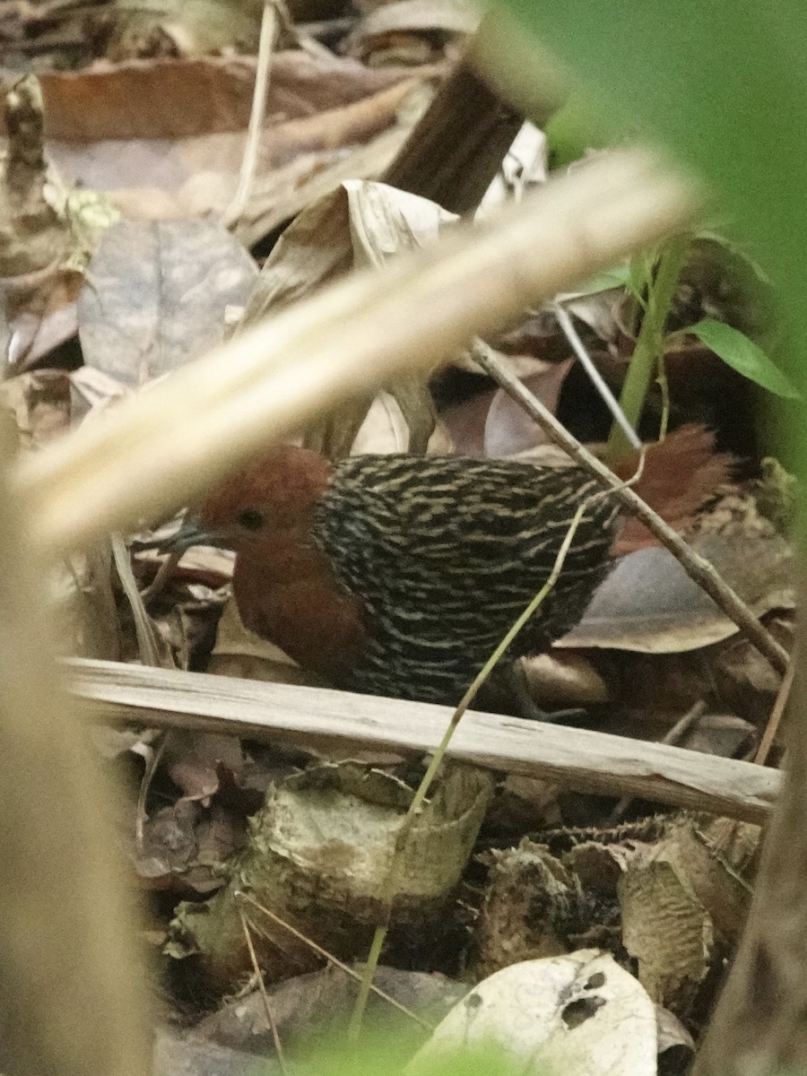 Madagascar Flufftail - ML632790379
