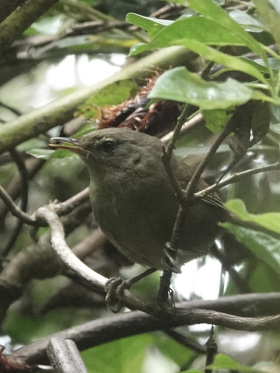 Malagasy Brush-Warbler - ML632790418