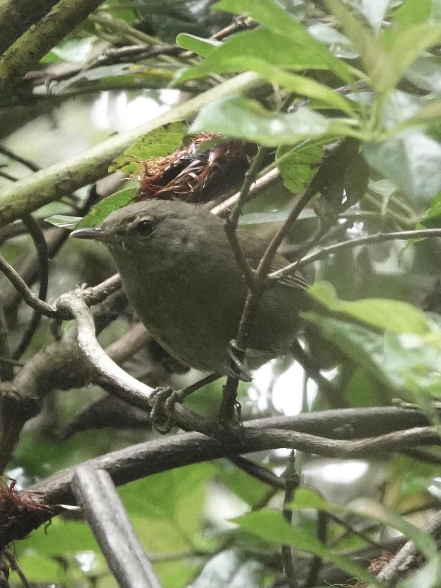 Malagasy Brush-Warbler - ML632790419