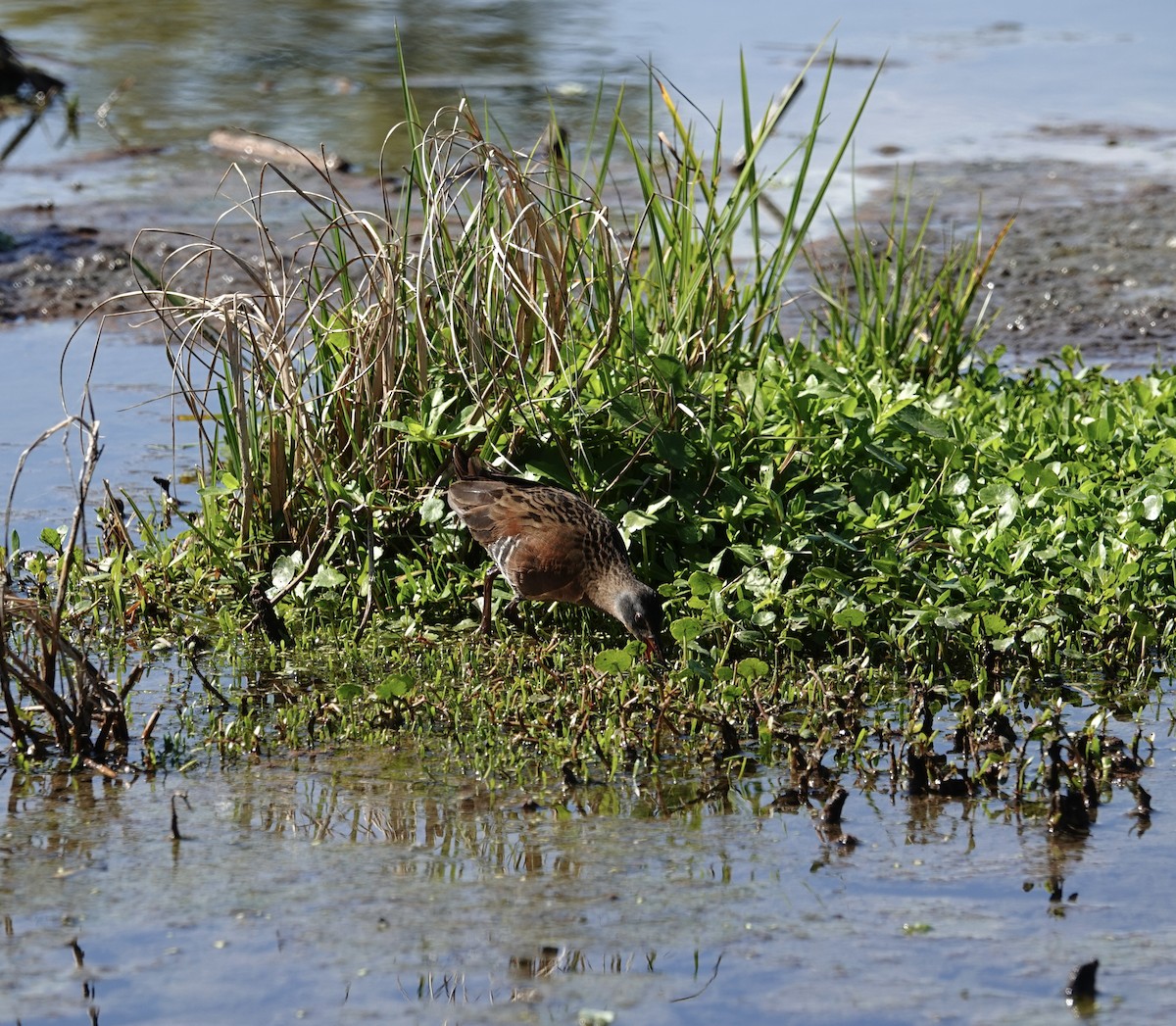 Râle de Virginie - ML632790786