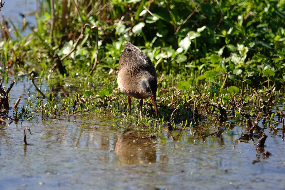 Râle de Virginie - ML632790787